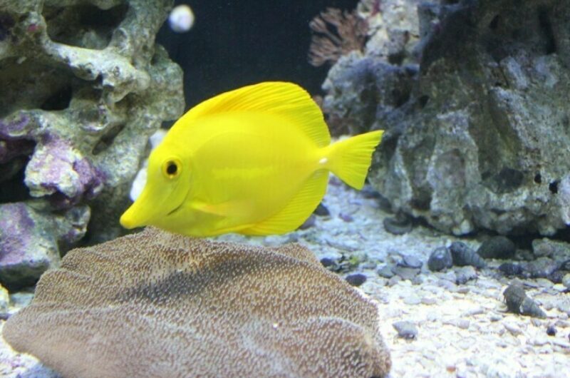 Butterfly House & Aquarium fish