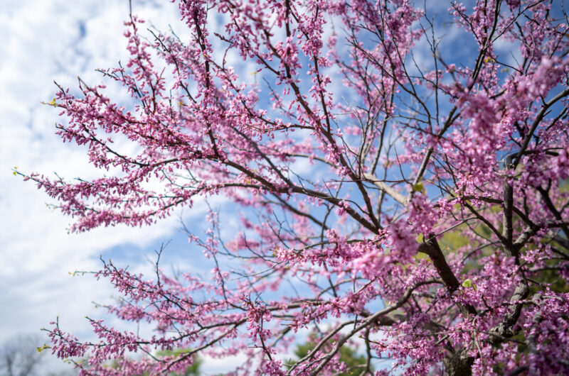 Japanese Gardens | Experience Sioux Falls